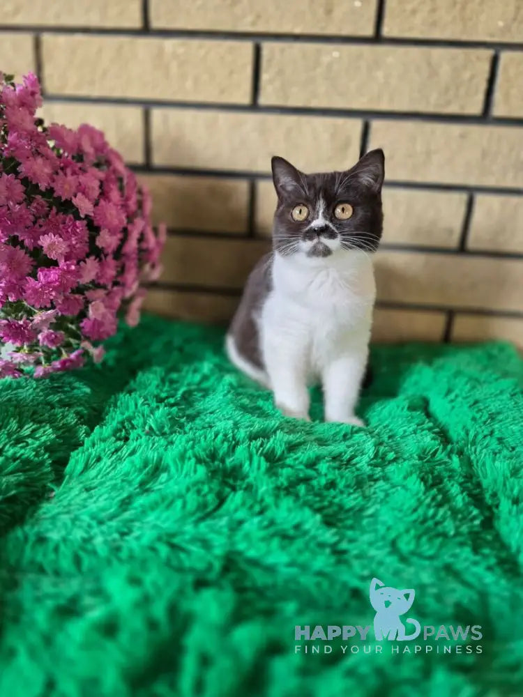 Aisha British Shorthair female black bicolour live animals