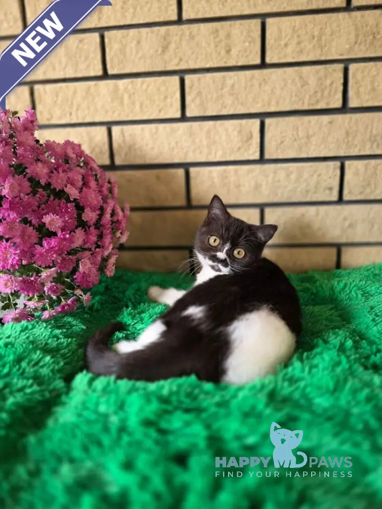 Aisha British Shorthair female black bicolour live animals