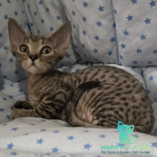 Aisha Devon Rex female black tabby - live animals