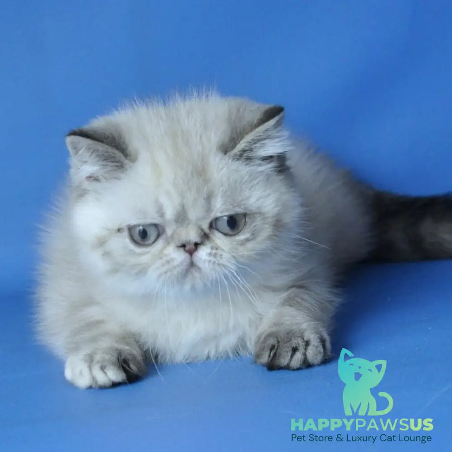 Aisha Exotic female blue tortie pointed - live animals
