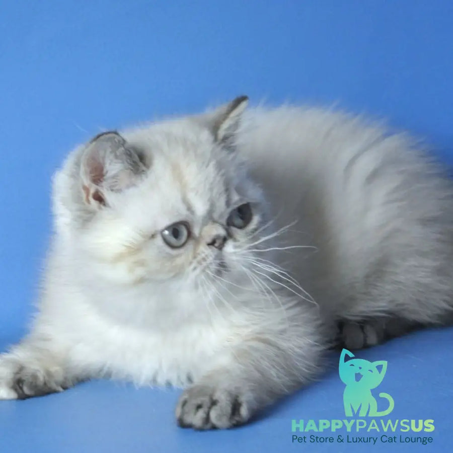 Aisha Exotic female blue tortie pointed - live animals
