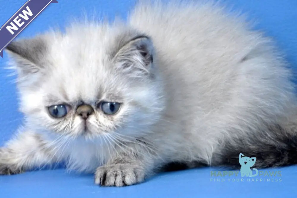 Aisha Exotic female seal tabby pointed live animals