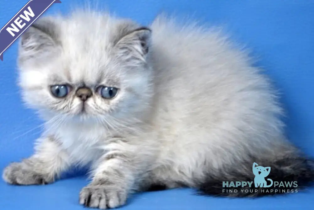 Aisha Exotic female seal tabby pointed live animals