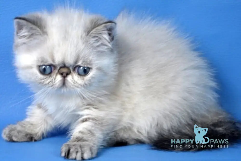 Aisha Exotic female seal tabby pointed live animals