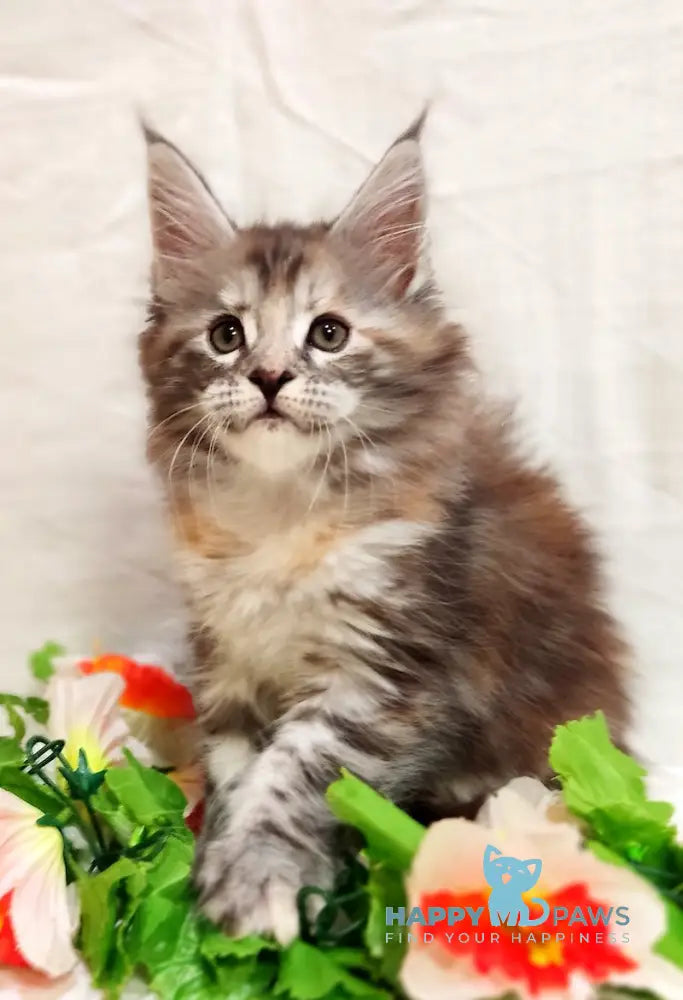 Aisha Maine Coon female black tortie silver tabby live animals