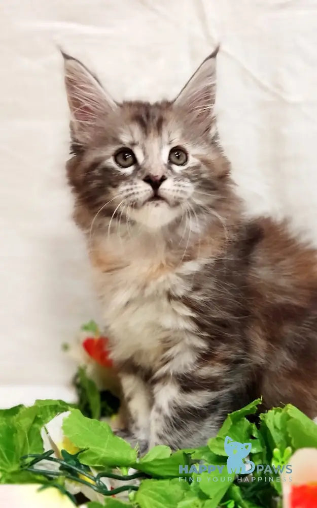 Aisha Maine Coon female black tortie silver tabby live animals