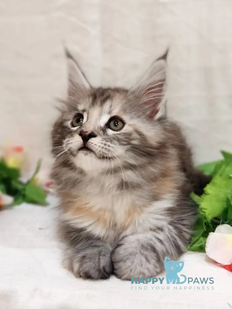 Aisha Maine Coon female black tortie silver tabby live animals