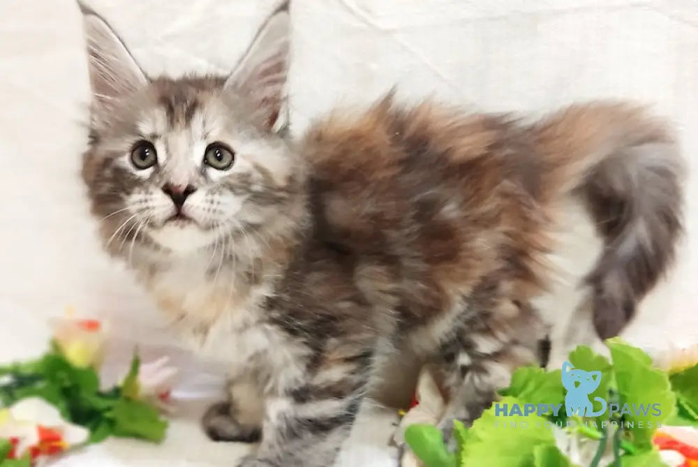 Aisha Maine Coon female black tortie silver tabby live animals