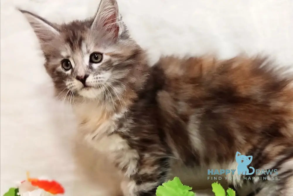 Aisha Maine Coon female black tortie silver tabby live animals