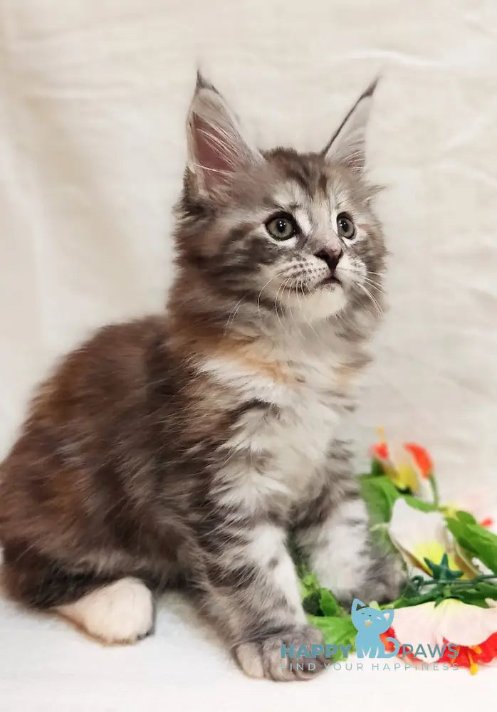 Aisha Maine Coon female black tortie silver tabby live animals