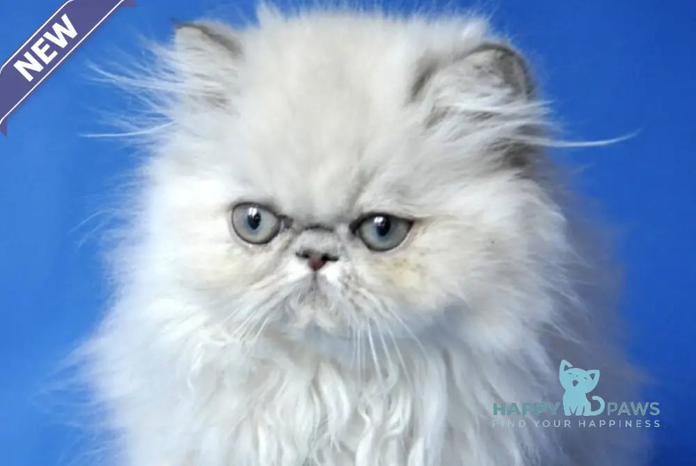 Aisha Persian female blue tabby pointed live animals