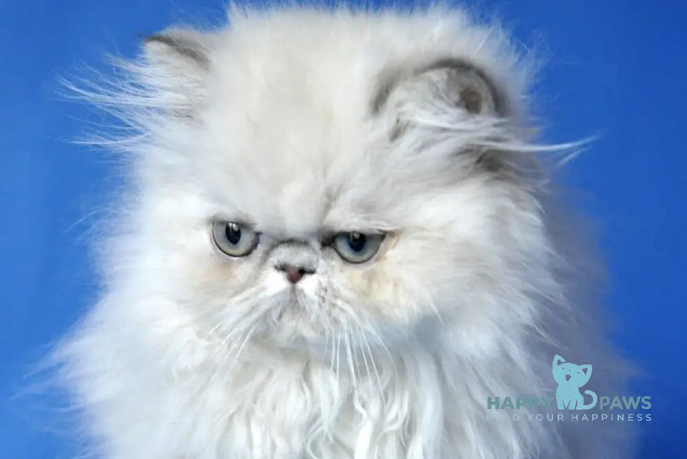 Aisha Persian female blue tabby pointed live animals