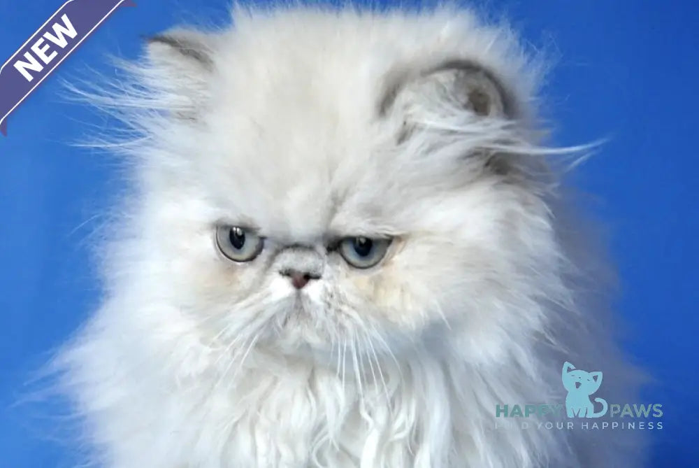 Aisha Persian female blue tabby pointed live animals