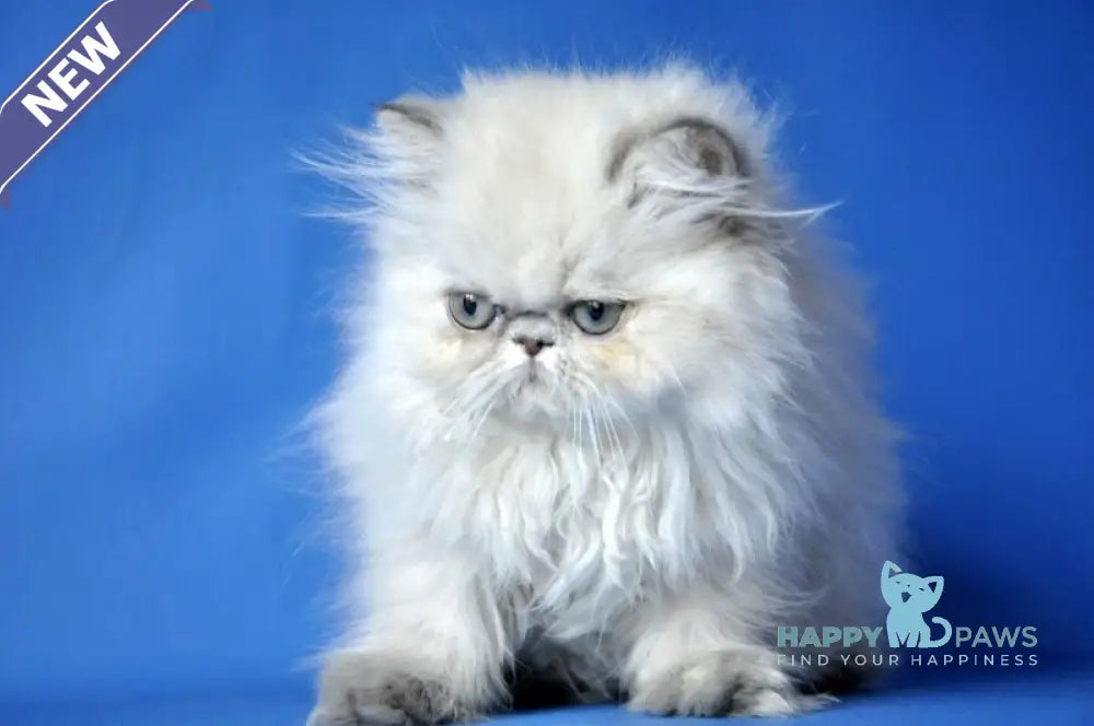 Aisha Persian female blue tabby pointed live animals