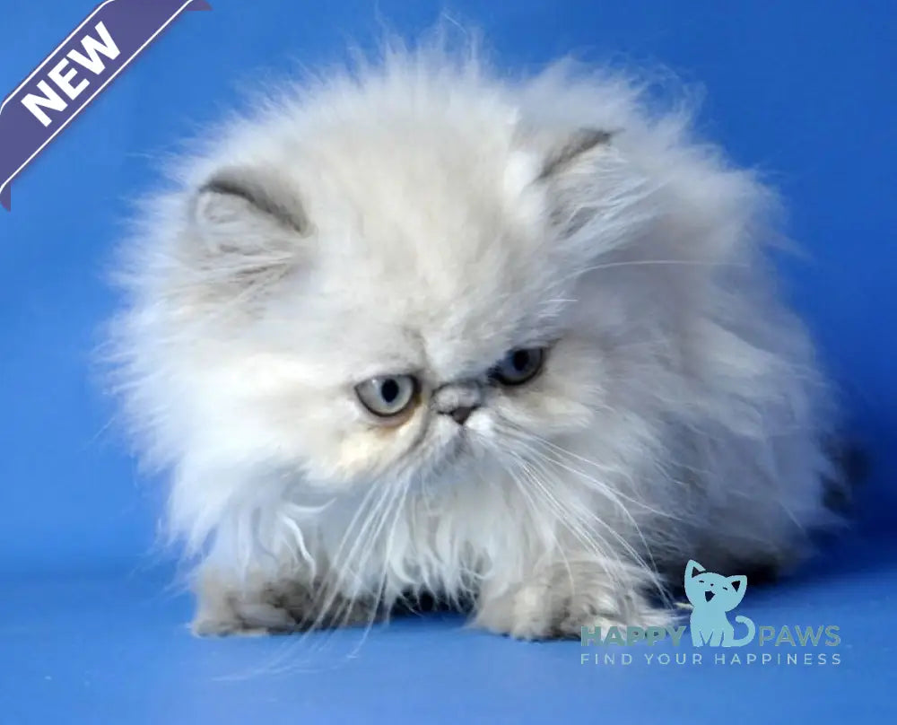 Aisha Persian female blue tabby pointed live animals