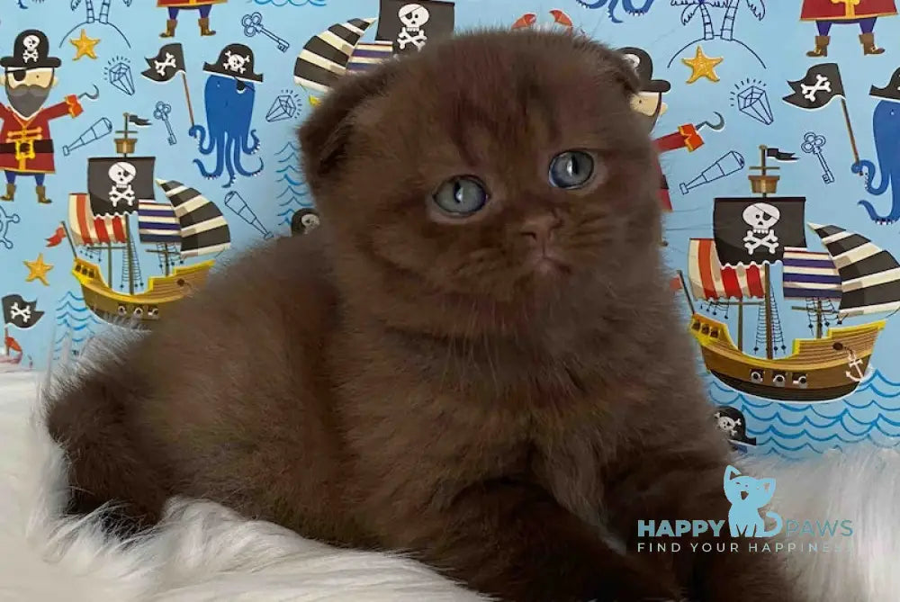 Aisha Scottish Fold female chocolate live animals