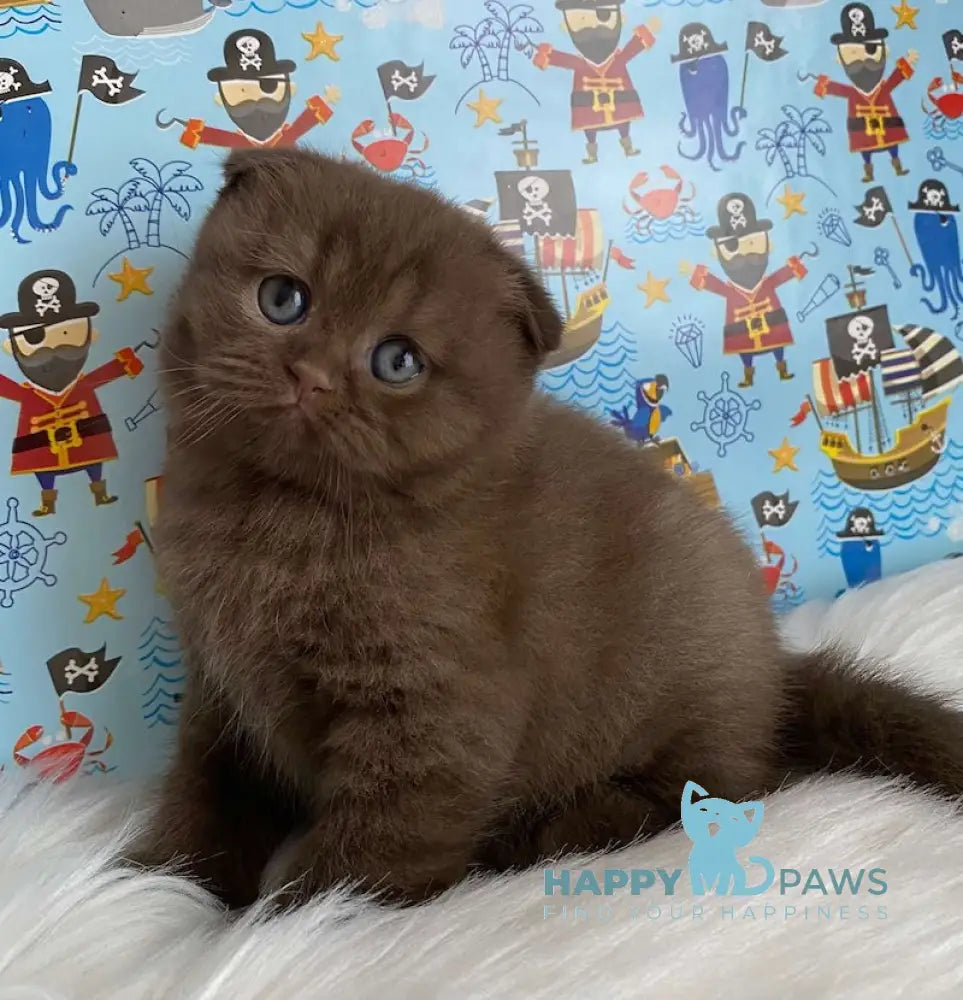 Aisha Scottish Fold female chocolate live animals