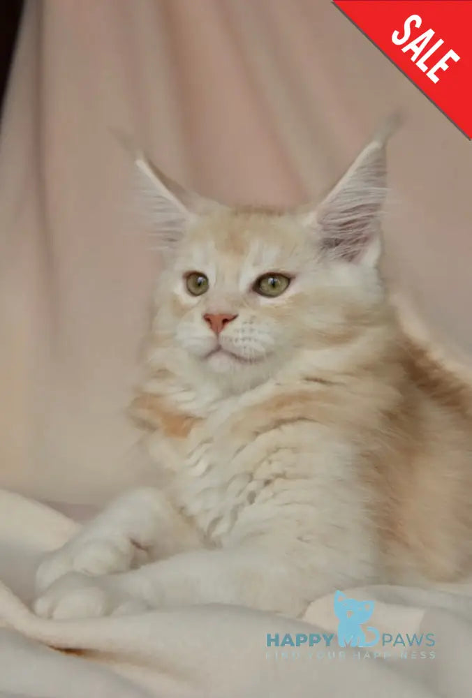 Aivars Maine Coon male red silver live animals