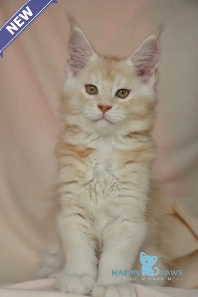Aivars Maine Coon male red silver live animals