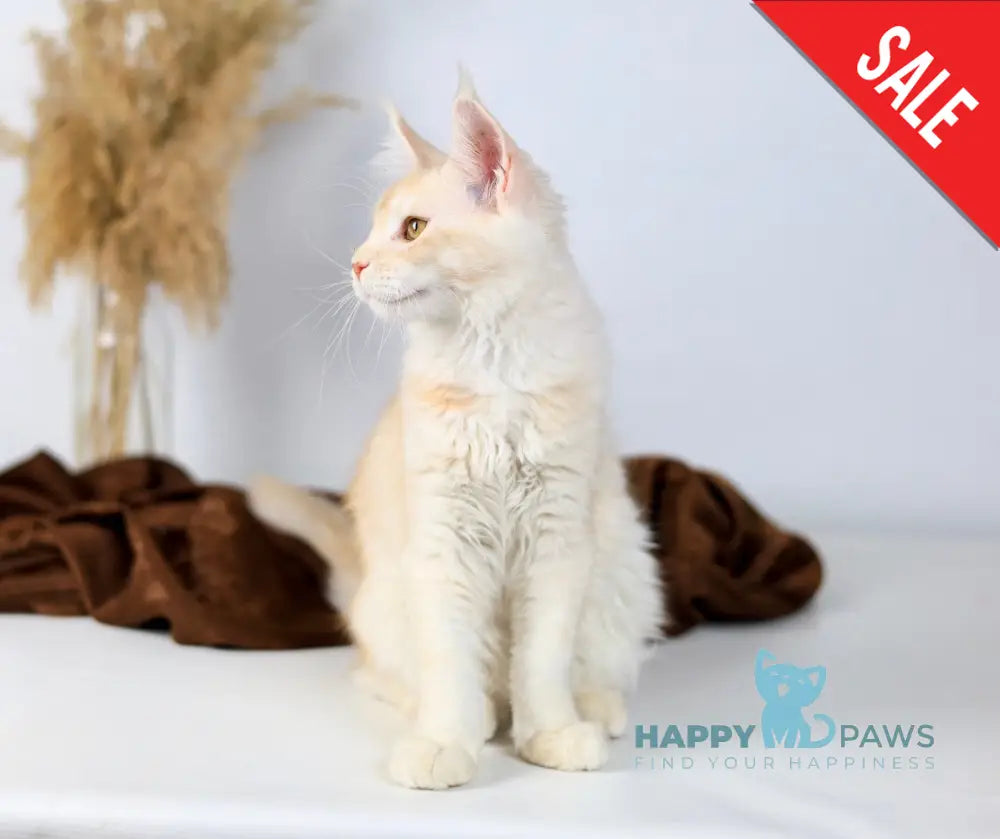 Aivars Maine Coon male red silver live animals