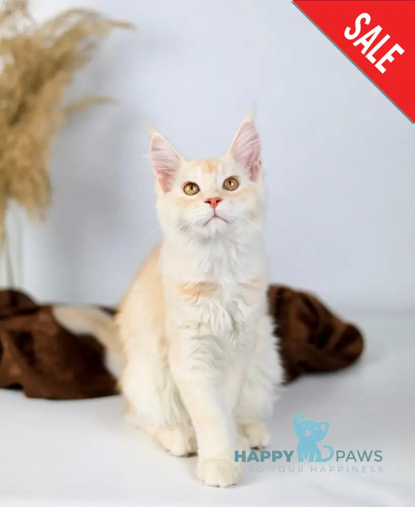 Aivars Maine Coon male red silver live animals