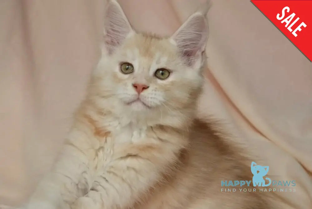 Aivars Maine Coon male red silver live animals