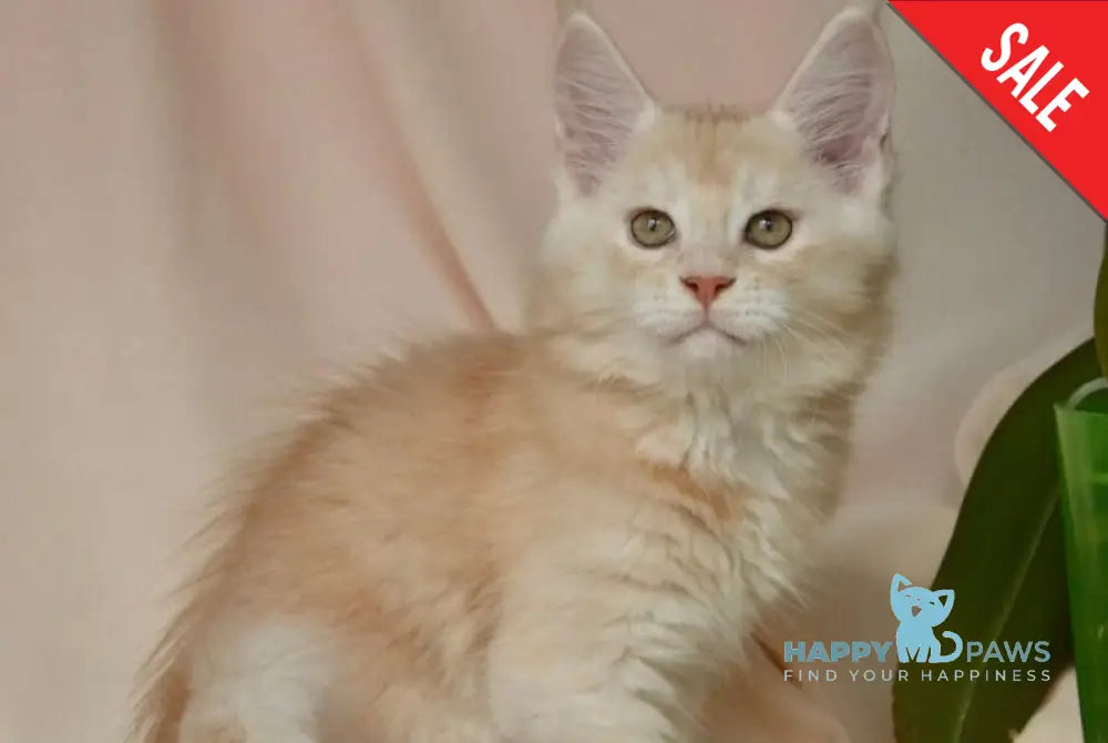 Aivars Maine Coon male red silver live animals