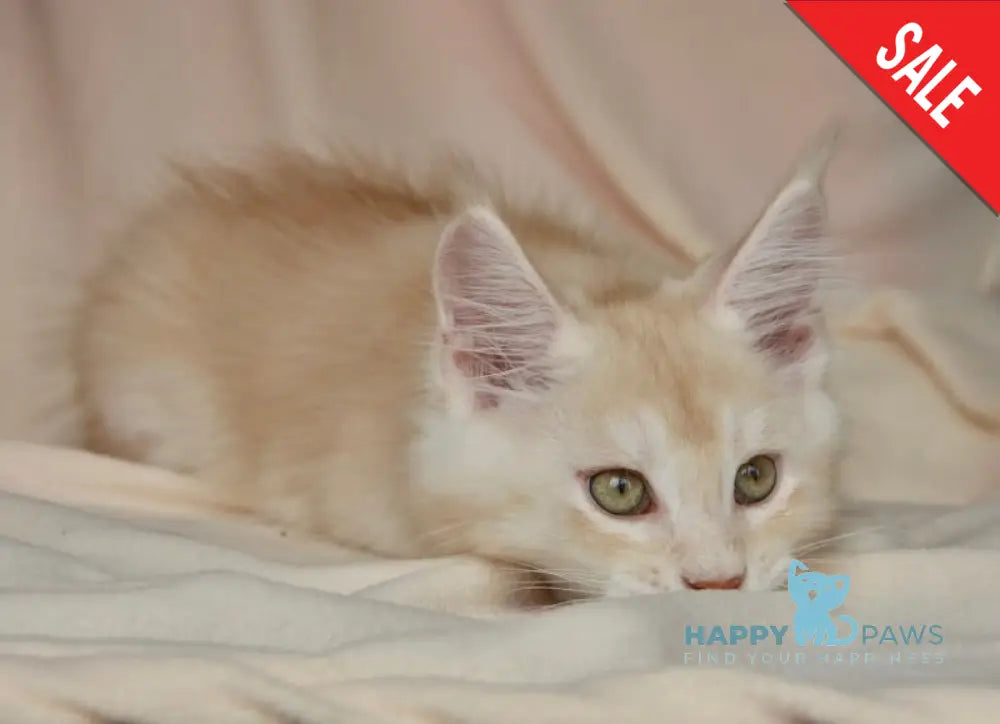 Aivars Maine Coon male red silver live animals