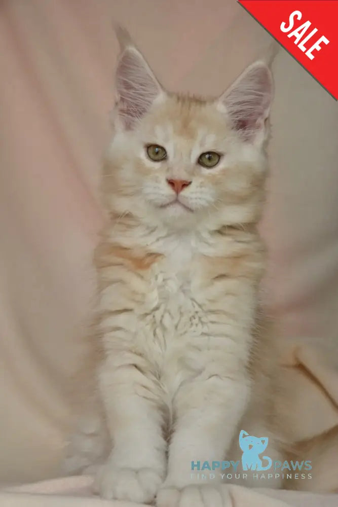 Aivars Maine Coon male red silver live animals