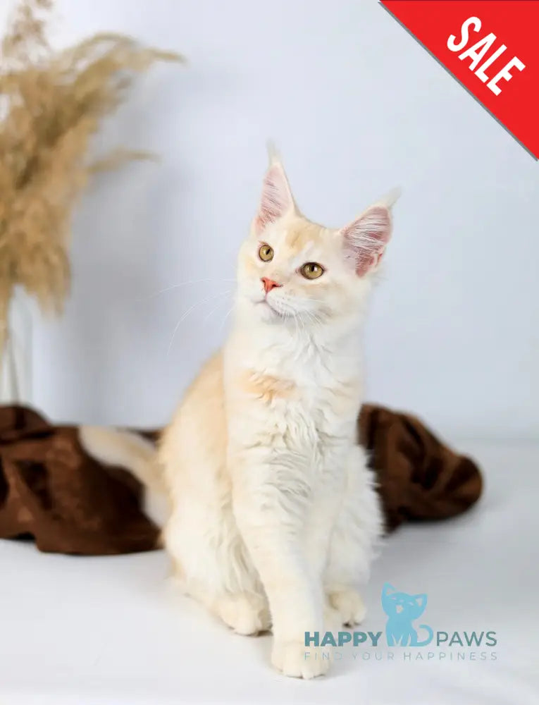 Aivars Maine Coon male red silver live animals