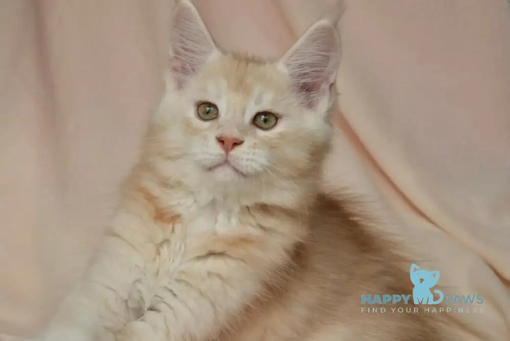 Aivars Maine Coon male red silver live animals