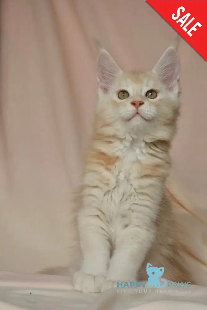 Aivars Maine Coon male red silver live animals
