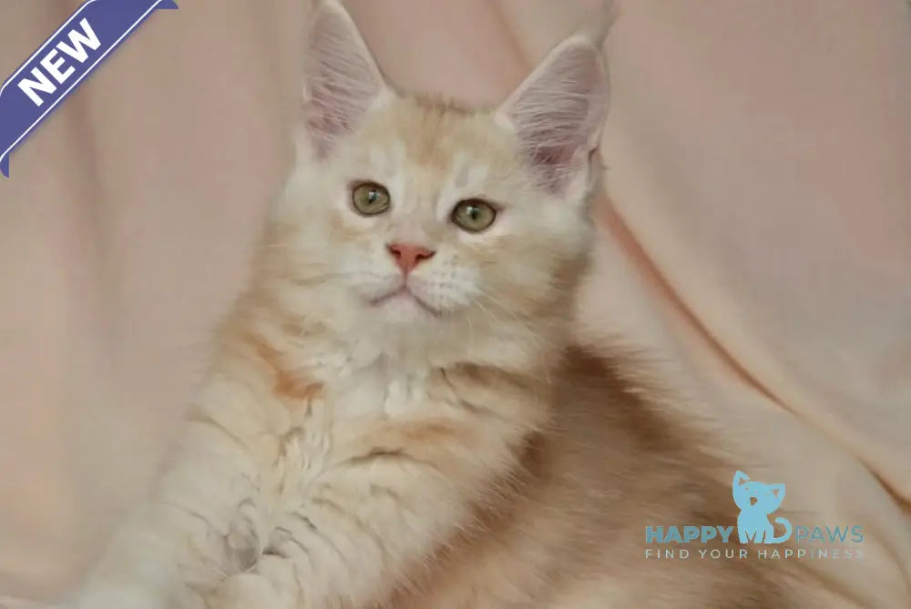 Aivars Maine Coon male red silver live animals