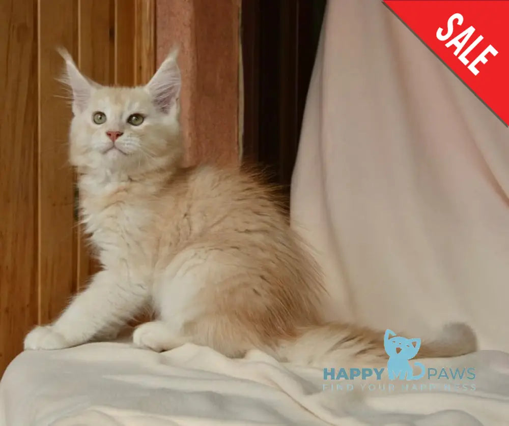 Aivars Maine Coon male red silver live animals