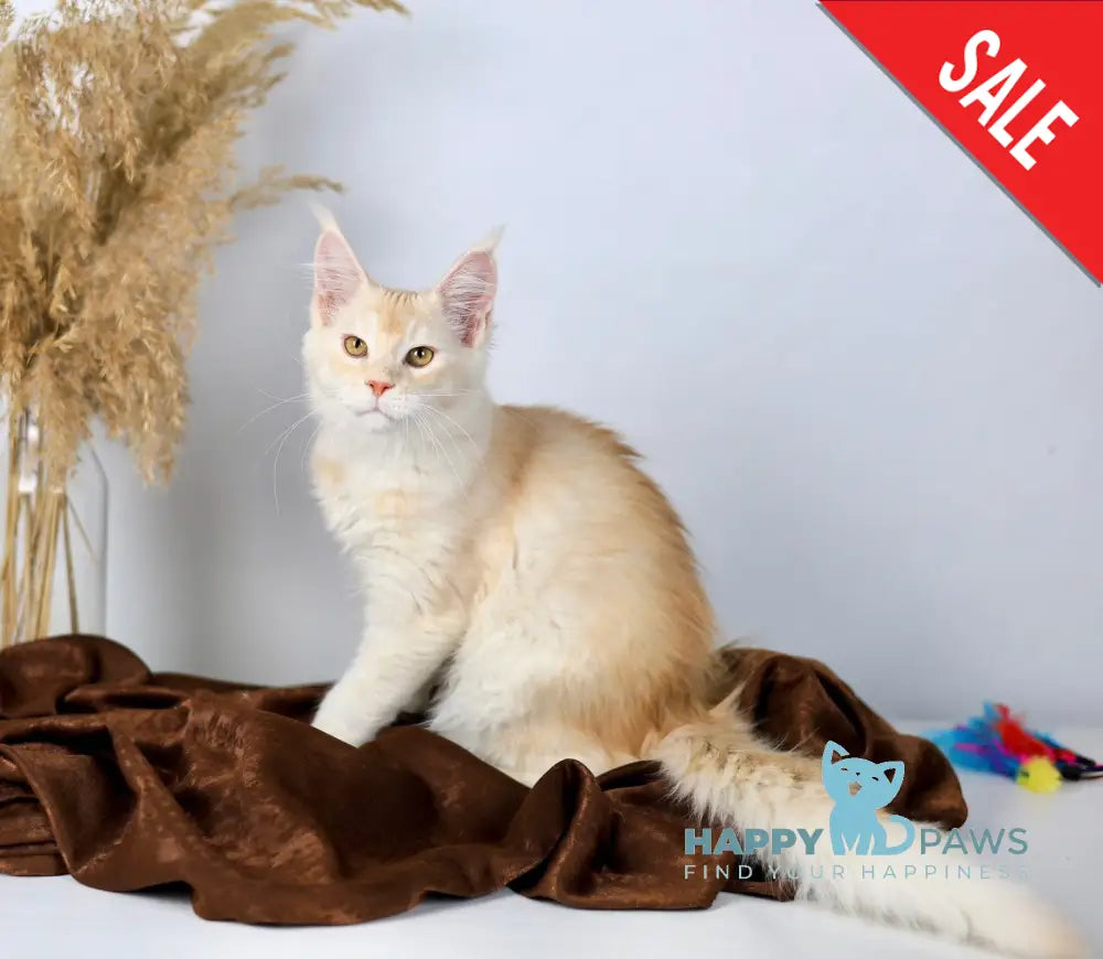 Aivars Maine Coon male red silver live animals