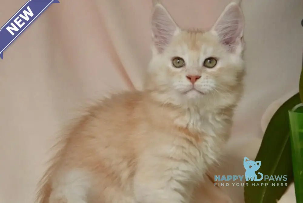 Aivars Maine Coon male red silver live animals