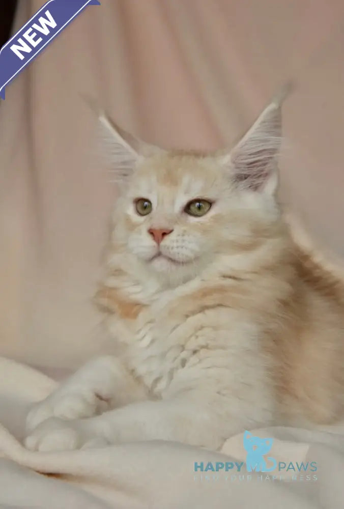 Aivars Maine Coon male red silver live animals