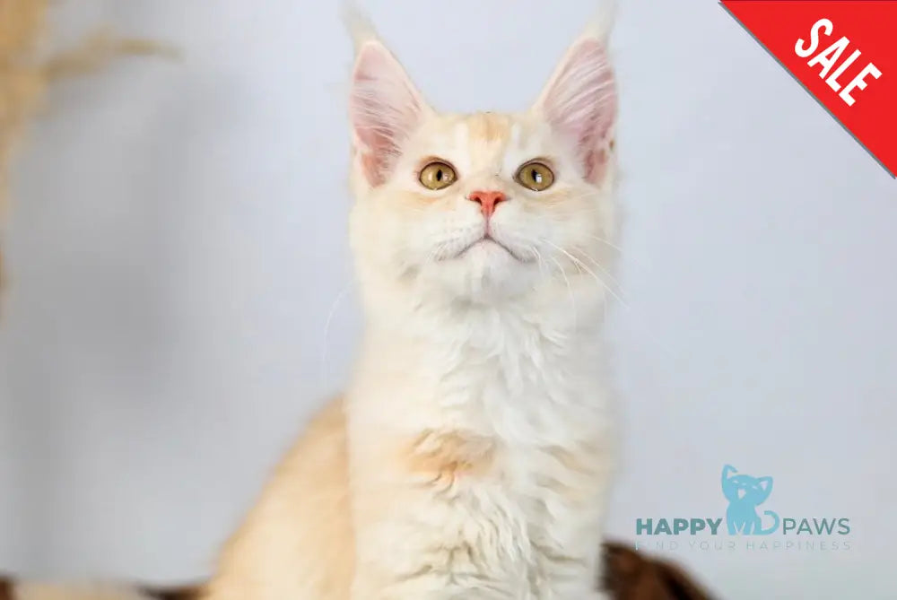 Aivars Maine Coon male red silver live animals