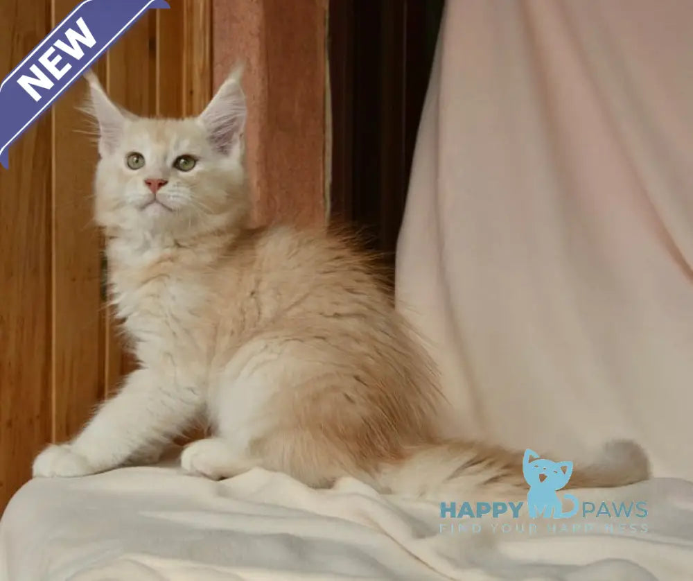 Aivars Maine Coon male red silver live animals