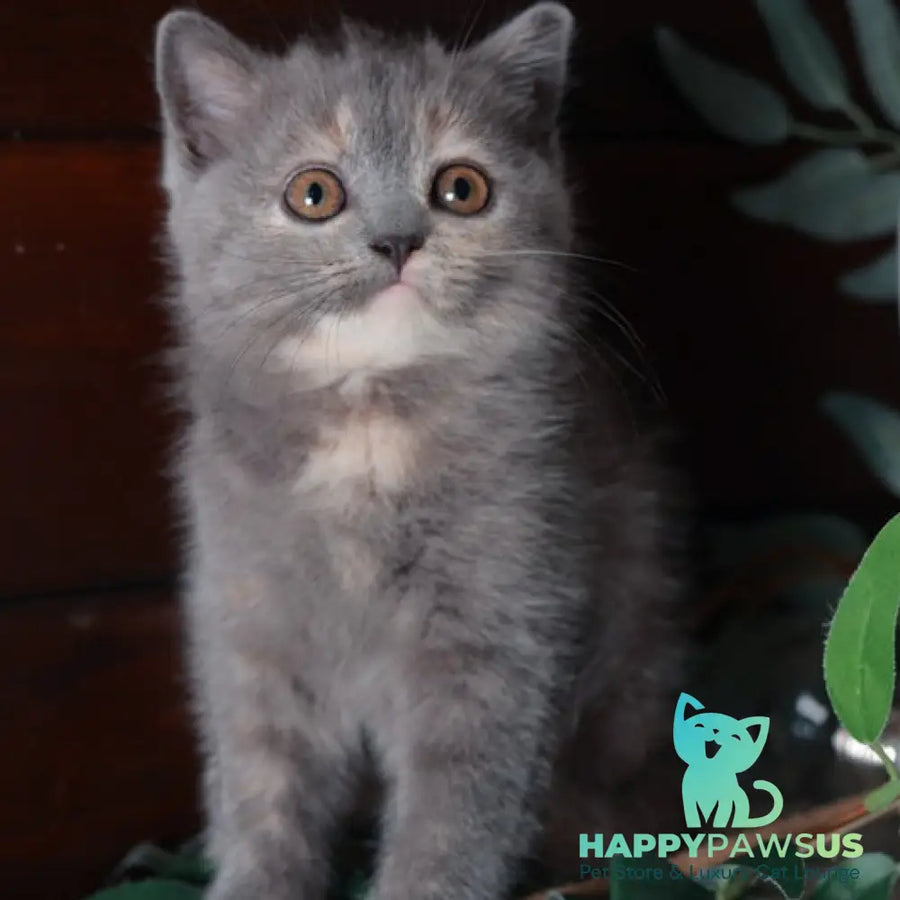 Aivi British Shorthair female blue tortie - live animals