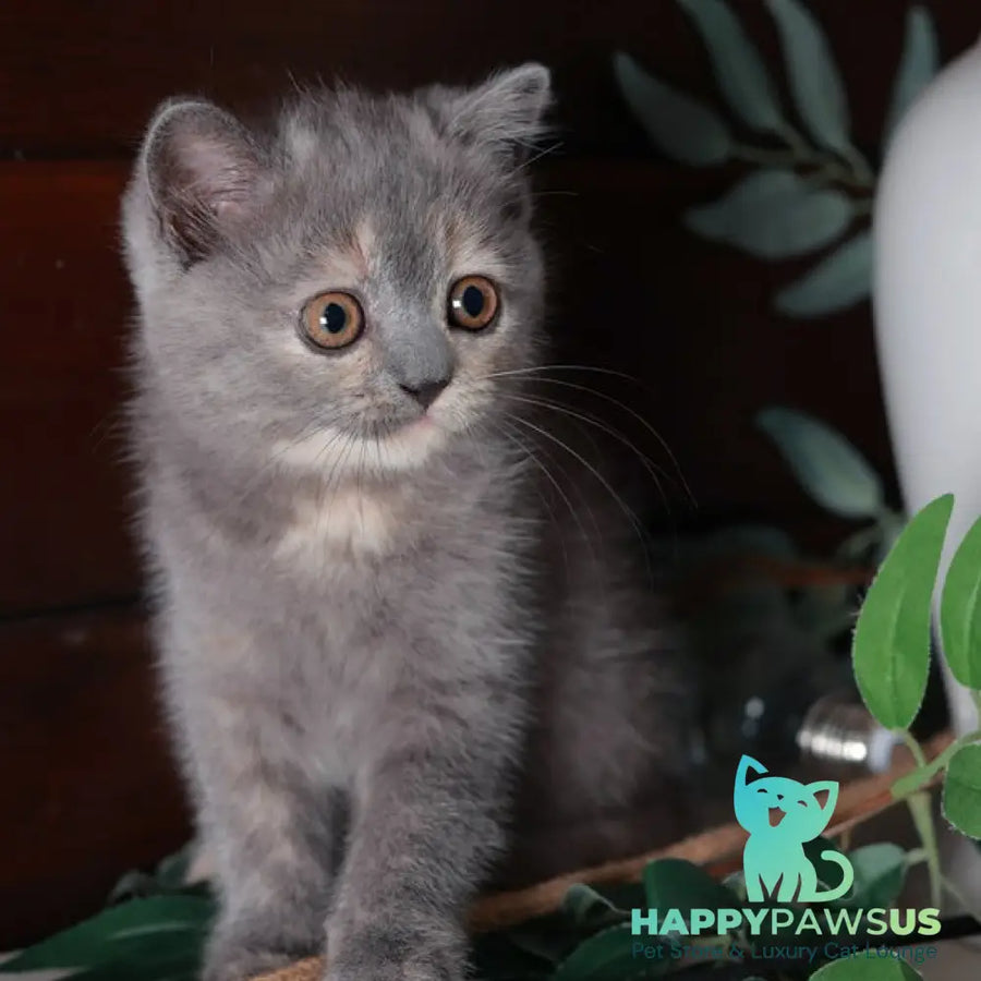 Aivi British Shorthair female blue tortie - live animals