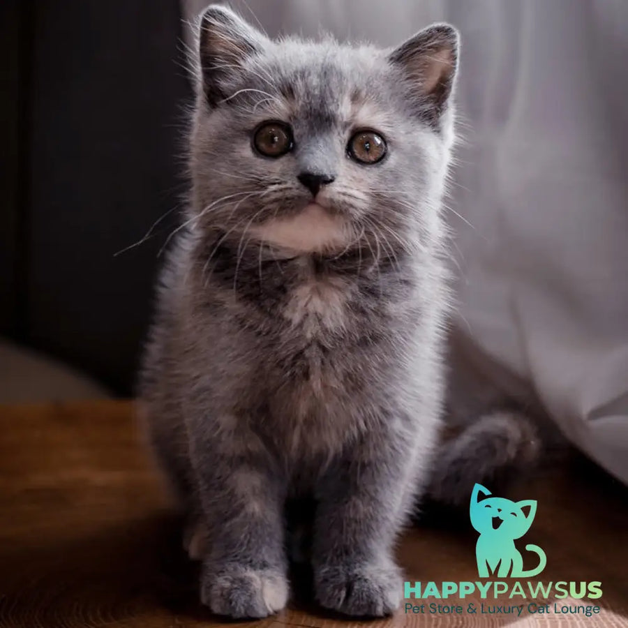 Aivi British Shorthair female blue tortie - live animals