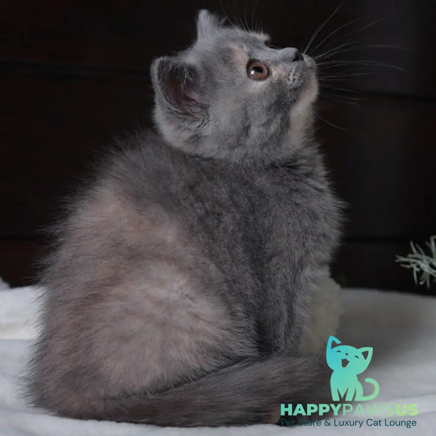Aivi British Shorthair female blue tortie - live animals