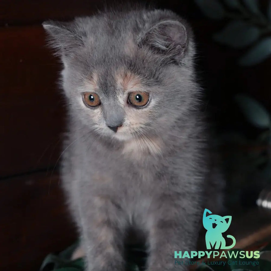 Aivi British Shorthair female blue tortie - live animals