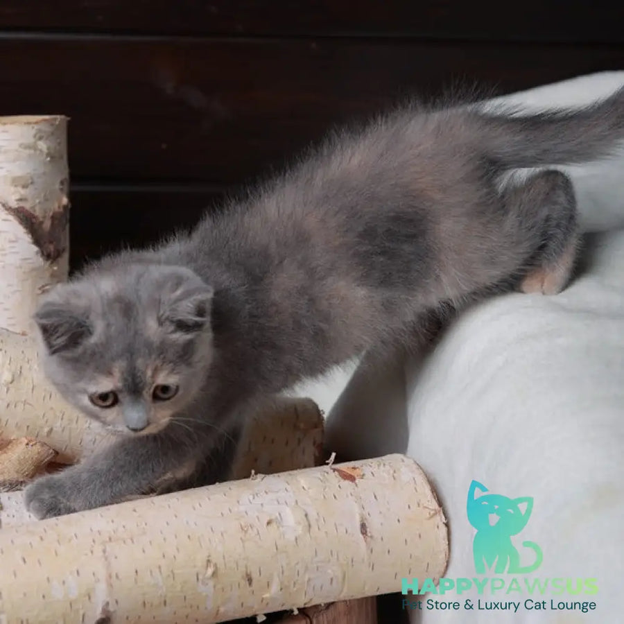 Aivi British Shorthair female blue tortie - live animals