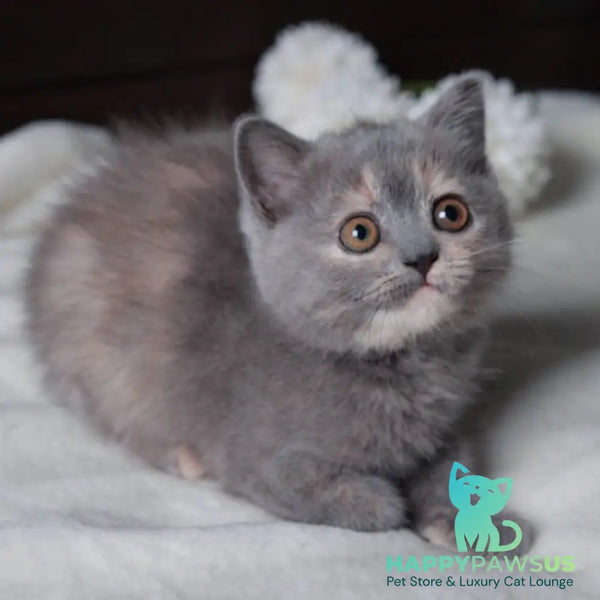 Aivi British Shorthair female blue tortie - live animals