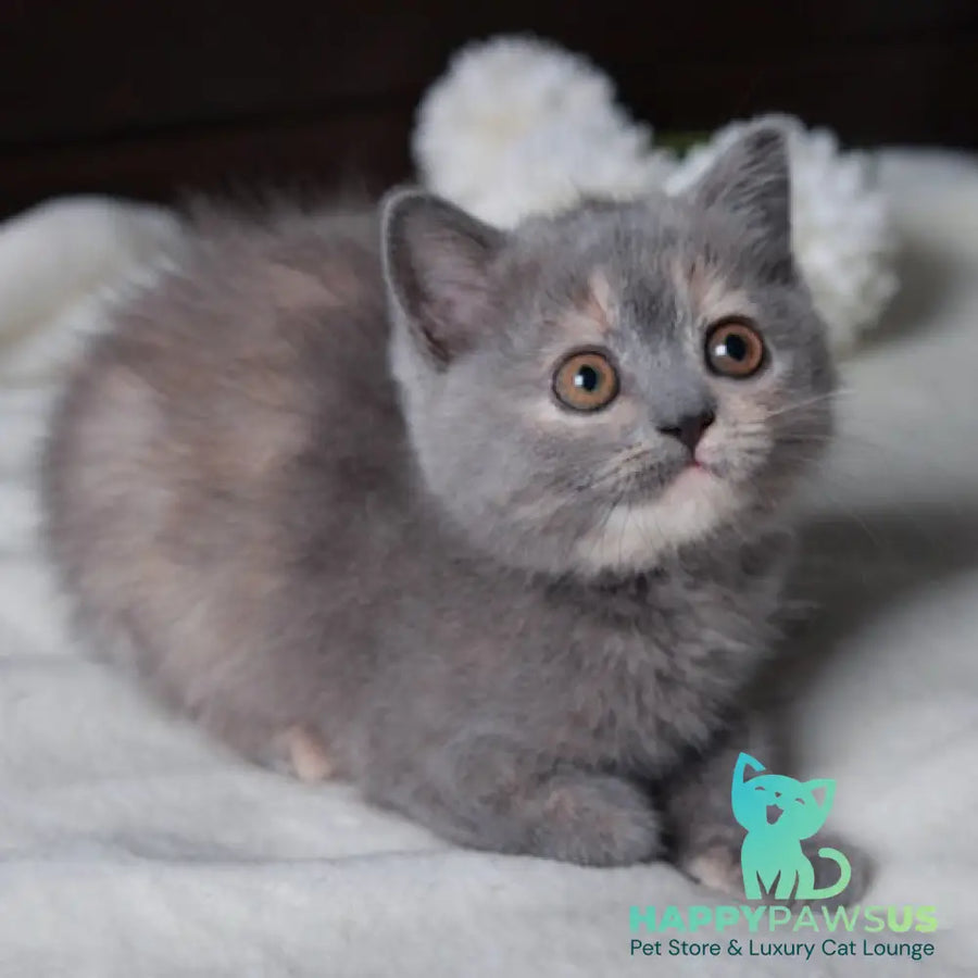 Aivi British Shorthair female blue tortie - live animals