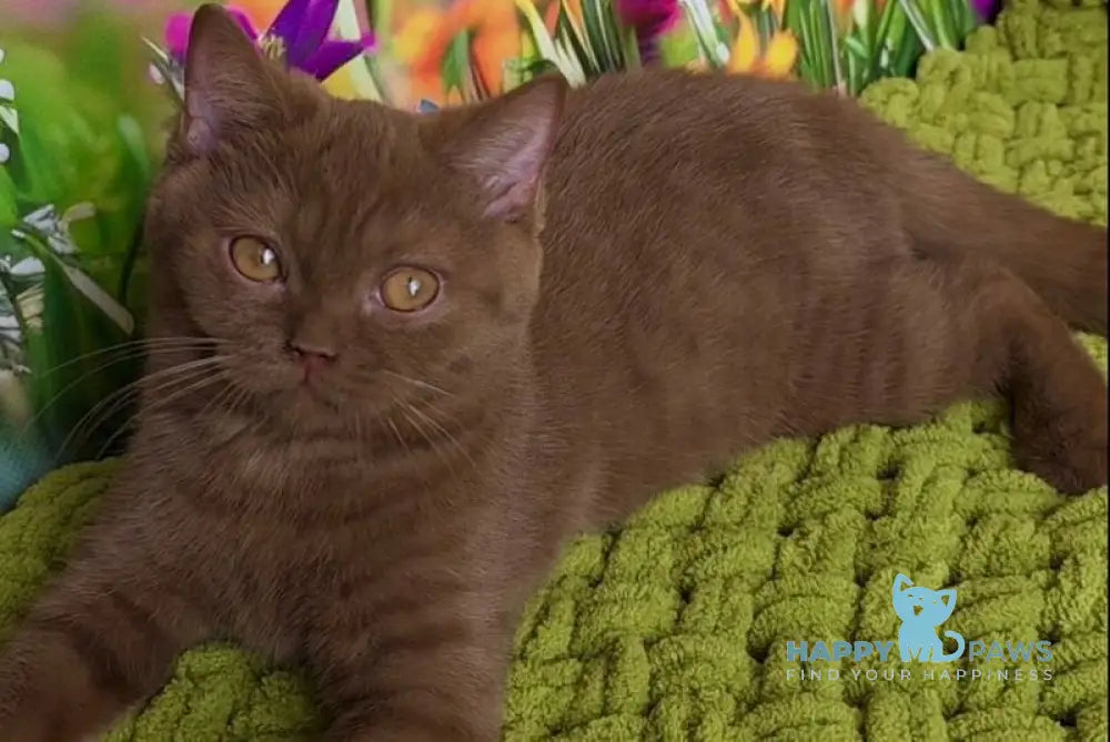 Aiya British Shorthair female cinnamon live animals