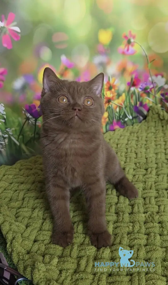 Aiya British Shorthair female cinnamon live animals