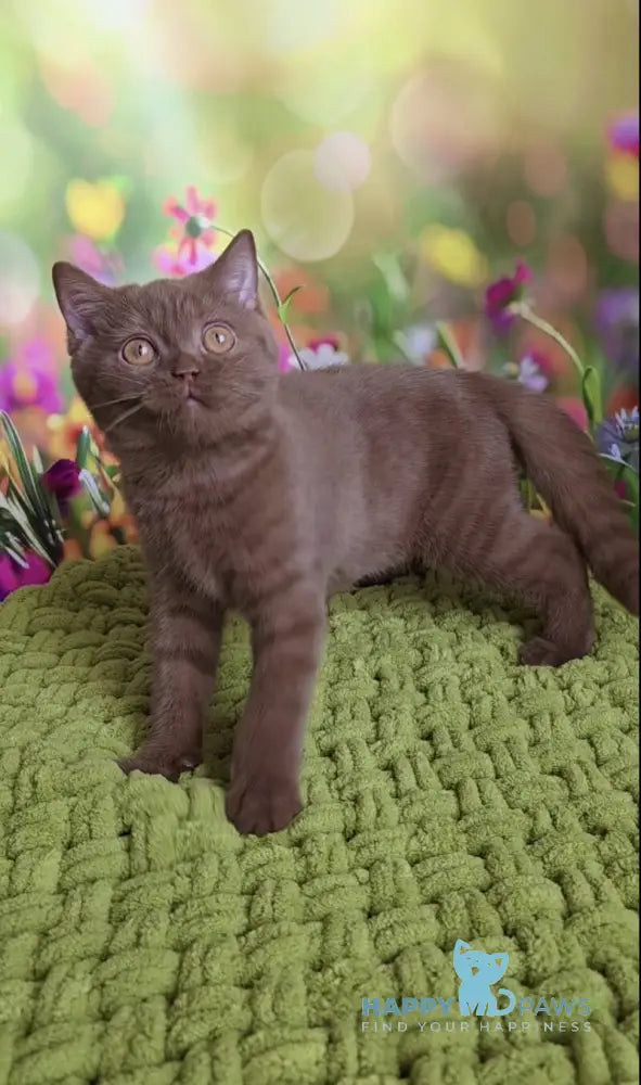 Aiya British Shorthair female cinnamon live animals